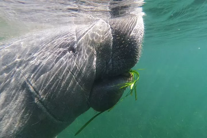 Crystal River: Semi-Private Manatee Swim Tour With Heated Boat