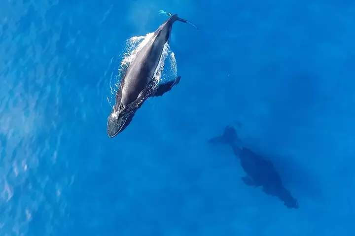 Waikiki Whale Watching Cruise with Snack & Trolley Transportation