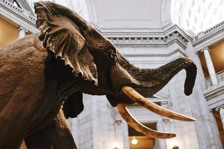 Smithsonian Natural History + American History - Exclusive Tour
