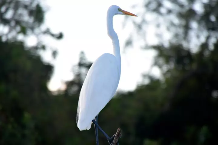 New Orleans Airboat Ride