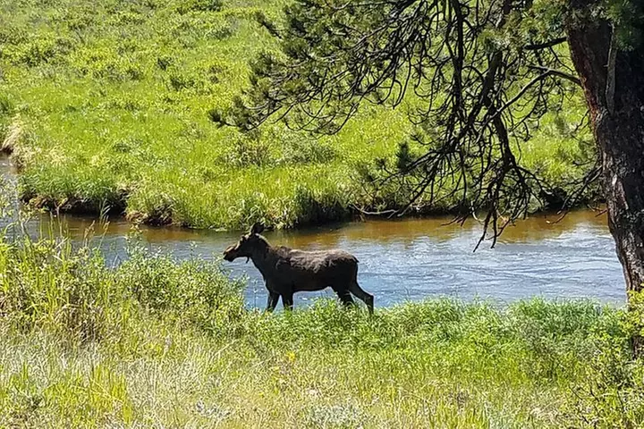 Rocky Mountain National Park in Summer Tour from Denver