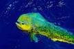 8 Hour Maui Private Fishing with Steady Pressure Charters - Second Medium