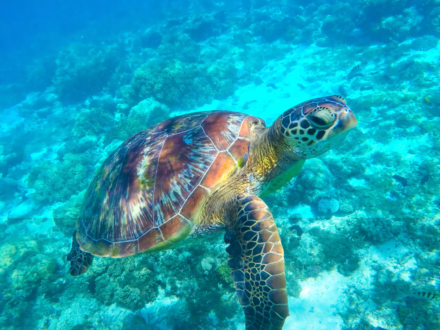 ✈ FILIPPINE | Cebu - Alla scoperta delle Filippine 4*, 7 notti - Tour