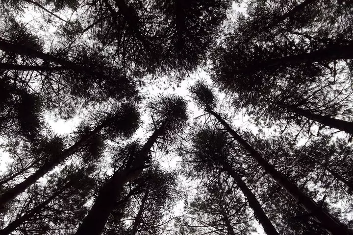 Talla de piedra en Cercedilla/Madrid
