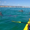 Image 13: Epic Rainbow Beach Dolphin Kayak and 4WD Adventure Tour