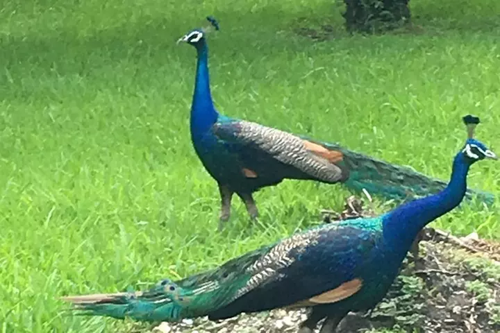 City Tour Miami PLUS and Boat Tour