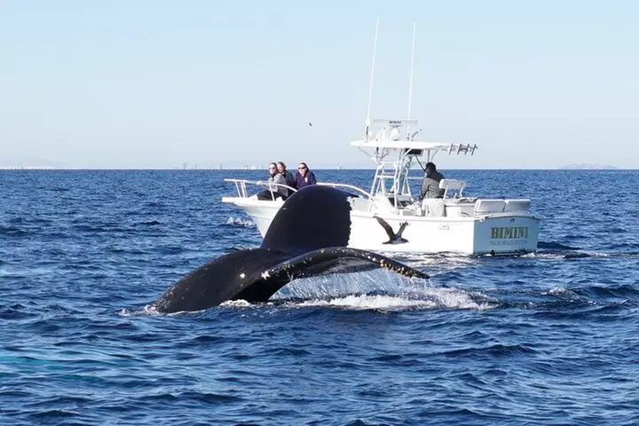 Supreme 2hr Whale/Dolphin Watching Newport Beach, 6 person max