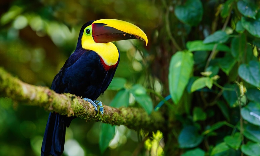 Image 6: ✈ COSTA RICA | San José - I gioielli della foresta pluviale: Costa ...