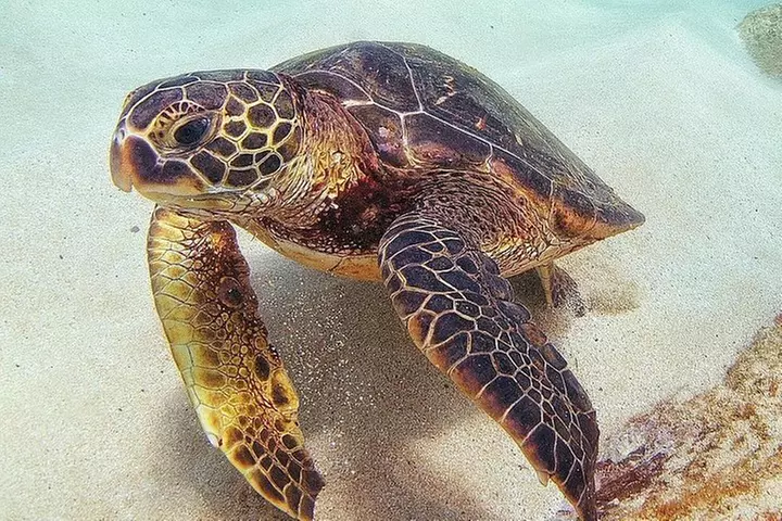 Oahu Circle Island: Snorkel with Turtles & Explore Turtle Beach