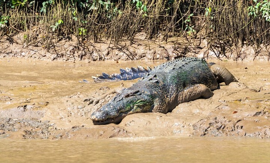 Image 6: Jumping Crocodile Experience