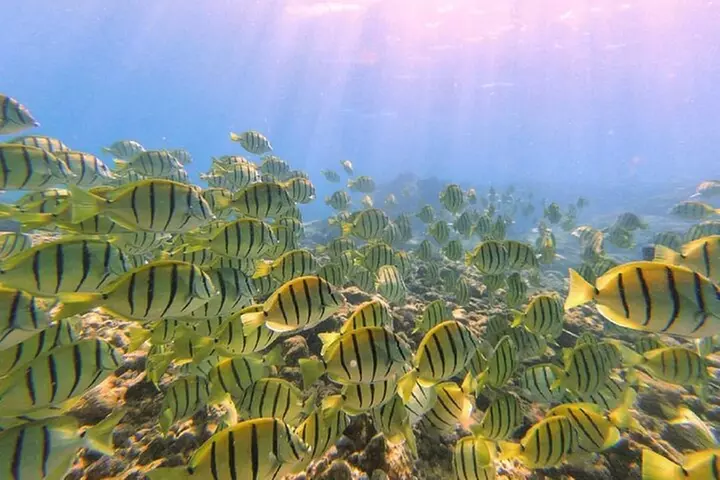 Beach Snorkel - Sea Turtle and Black Sand Lagoon - Primary Image