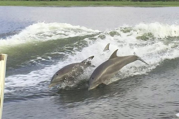 Savannah to Tybee Island with Dolphin Cruise