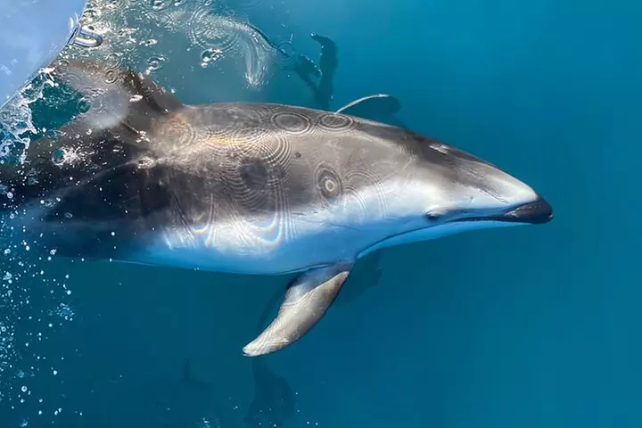 Up Close Dolphin & Whale Watching