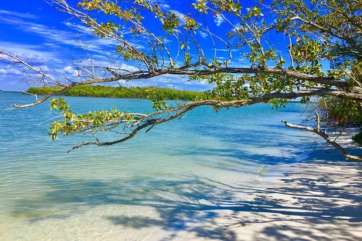 Dolphin and Shelling Cruise for up to 12 people