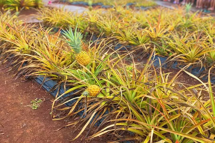 Diamond Head Hiking and Oahu Island Experience feat. North Shore