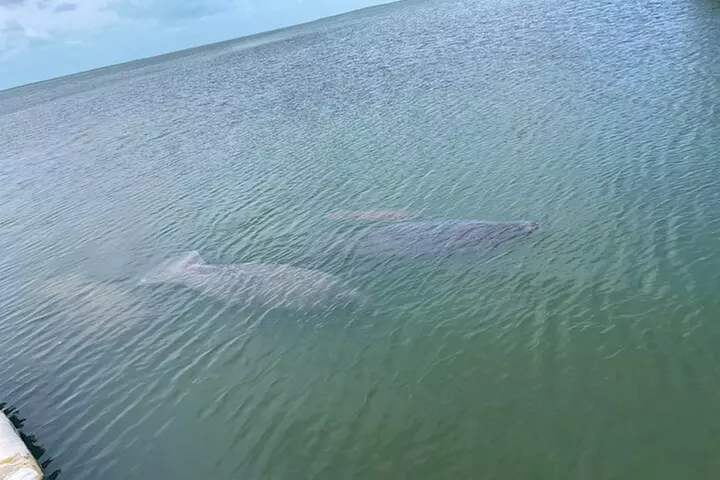 Key Largo Bay Dolphin Sunset Tour