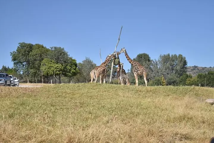 Africam safari (private tour) - Primary Image