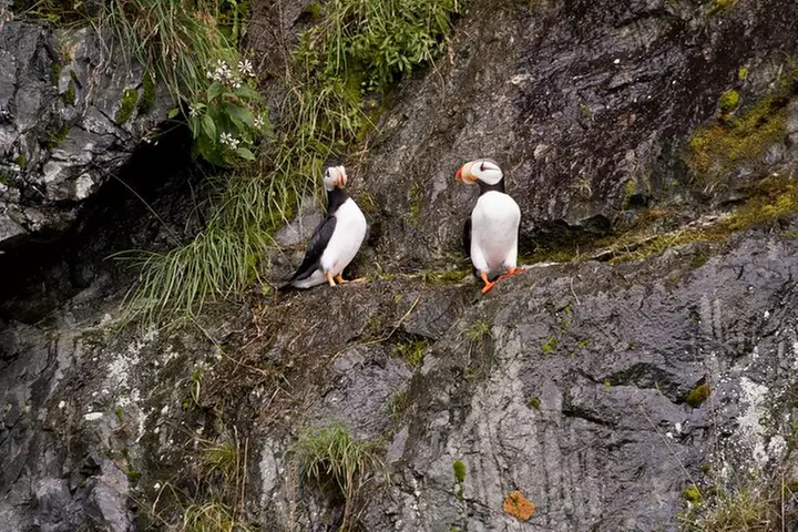 Meares Glacier Cruise Excursion from Valdez