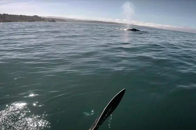 Trinidad Bay Whale & Wildlife Kayak Tour - Primary Image