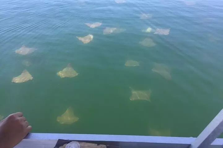 Pensacola Beach Jolly Dolphin Cruise and Scenic Bay Tour