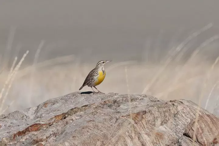 Great Salt Lake Safari - Discover Antelope Island