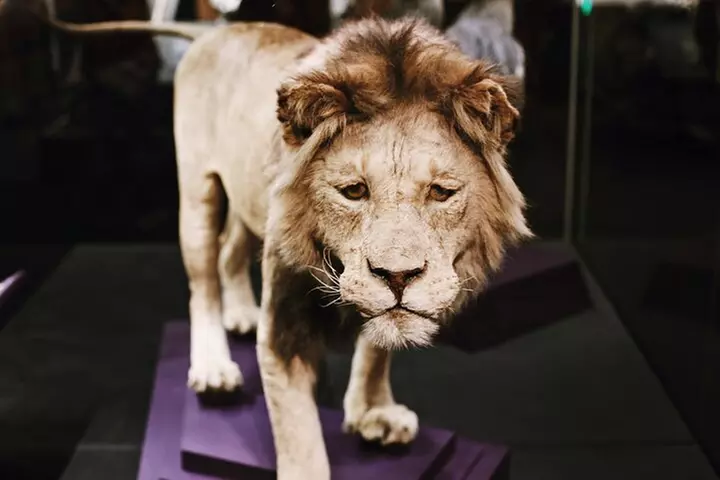 Smithsonian Natural History + American History - Exclusive Tour