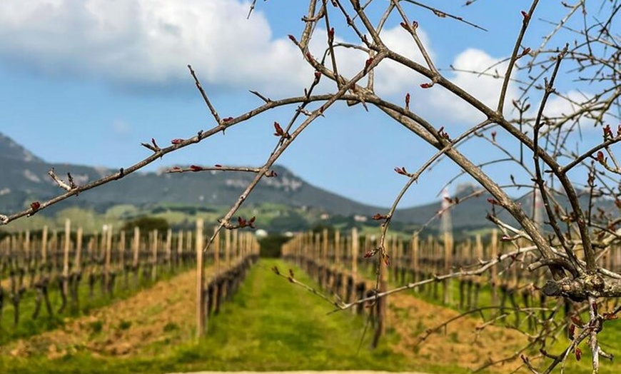 Image 2: Degustazione di vini con locale in vigna ad Alghero