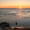Image 7: Rottnest Island Seals Sunset and West End Bus Tour