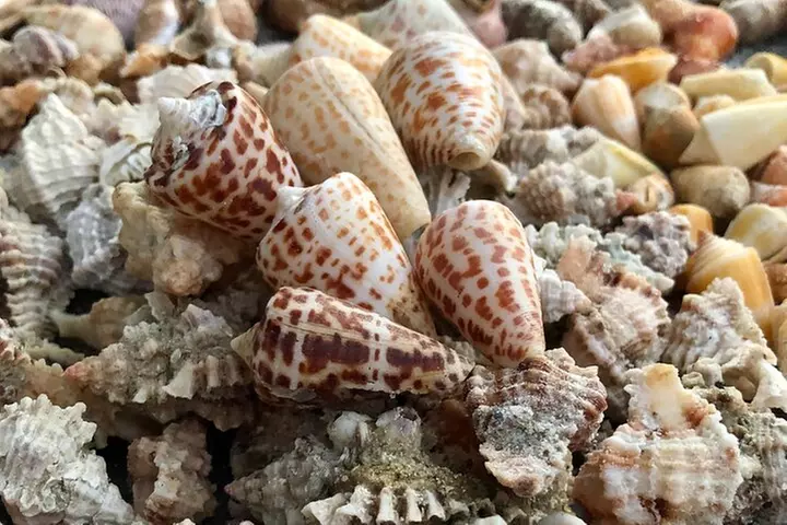 4 Hour Kice Island Shelling Trip