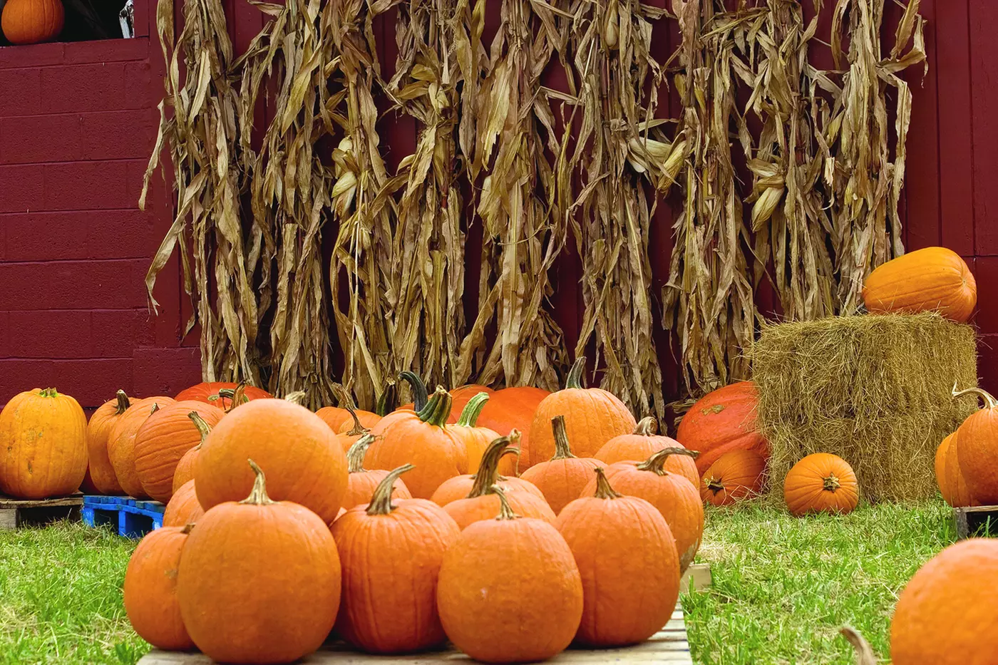 $12 For 2 Corn Maze Admissions & 2-$5 Pumpkin Credits (Reg. $24) - Primary Image
