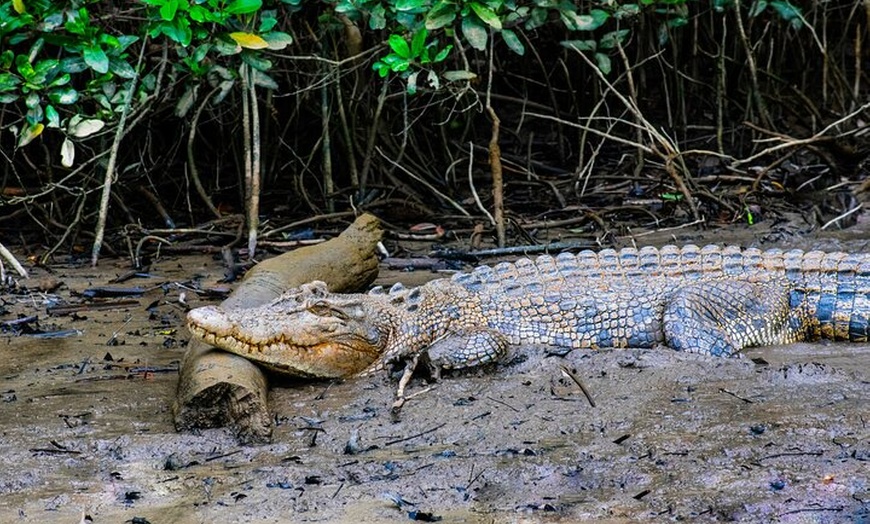 Image 14: Aboriginal Fishing & Beach Day Tour+ Daintree Crocodile Cruise