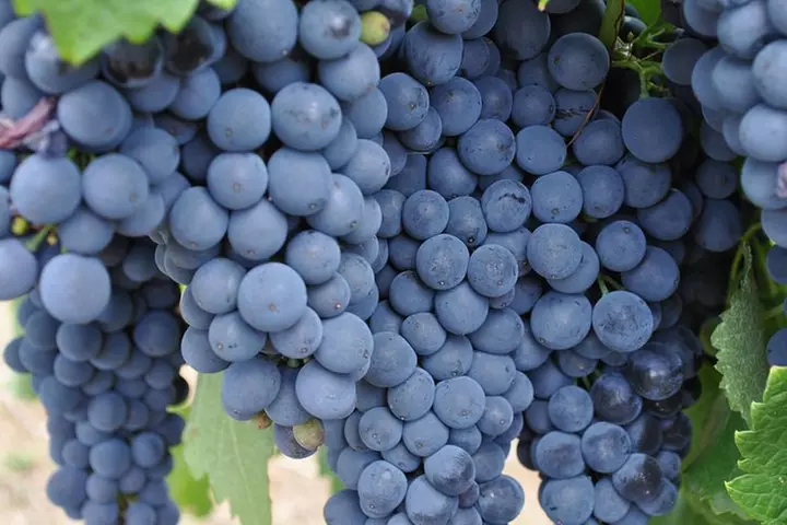 Barossa Valley Cellar Door Small Group Tour