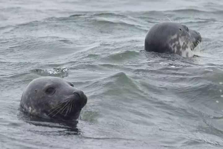 Scroby Sands Seal Watching