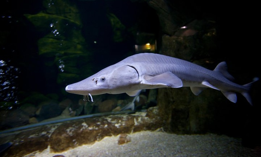 Image 4: Entrada al acuario de Zaragoza