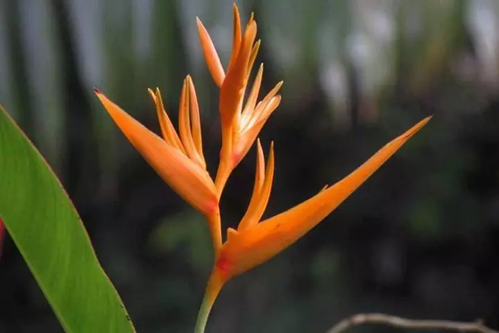 Waterfall, Rainforest, Chocolate Tour & Historical Sites