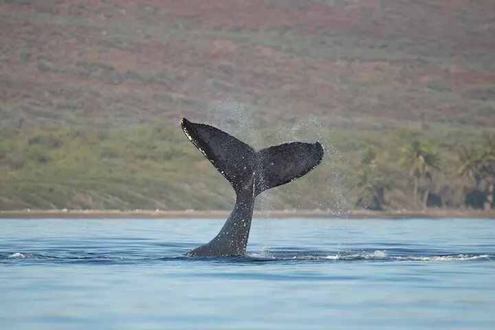 Maui Snorkeling Adventure to Molokini and Turtle Town