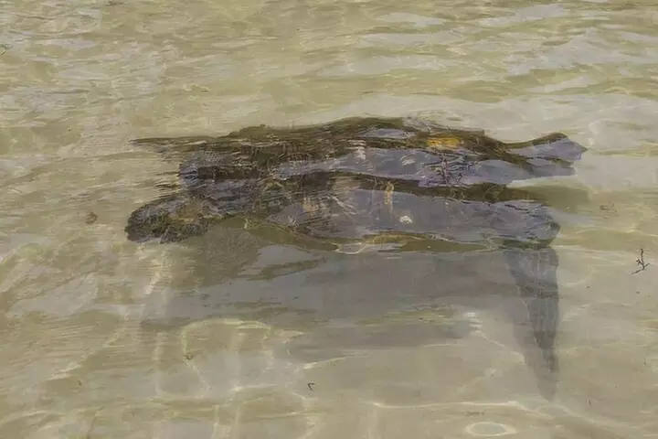 Oahu Circle Island: Snorkel with Turtles & Explore Turtle Beach