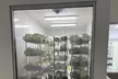 Explore Chicago's Indoor Mushroom Farm Experience - Second Medium