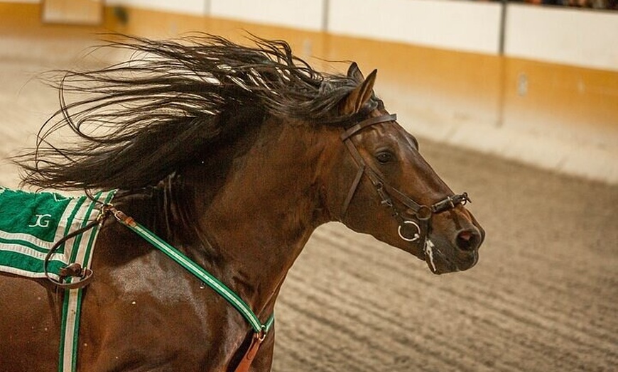 Image 9: Espectáculo de Caballos Andaluces y Flamenco con transporte