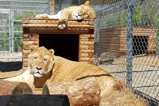 Skip the Line: Exotic Animal Tour Ticket - Primary Image