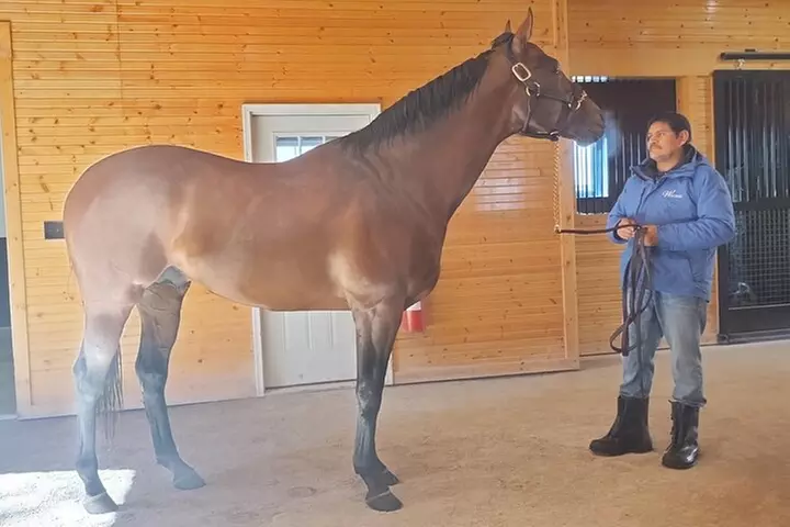 Half-Day Thoroughbred Horse Farm Tour in Kentucky