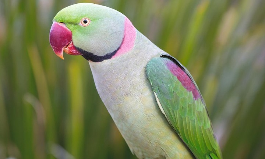 Image 7: Maleny Botanic Gardens Bird Aviary Experience Ticket