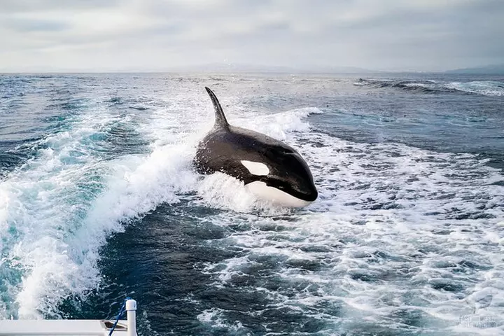 Supreme 2hr Whale/Dolphin Watching Newport Beach, 6 person max