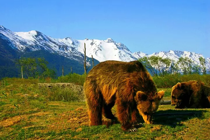Glacier View & Wildlife Anchorage Adventure Tour - Primary Image