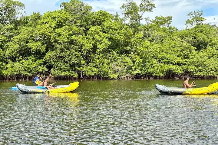 Fort Lauderdale: Kayak/SUP on Mangroves w/ Snacks & Drinks