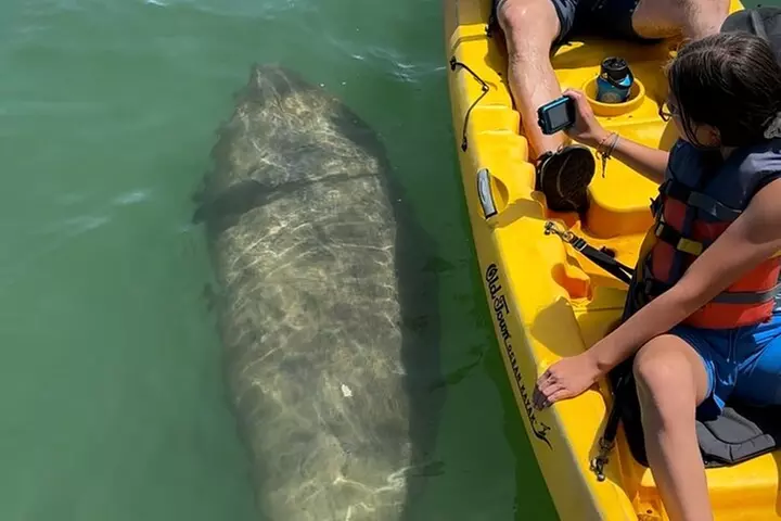 Manatee Discovery Anna Maria Island