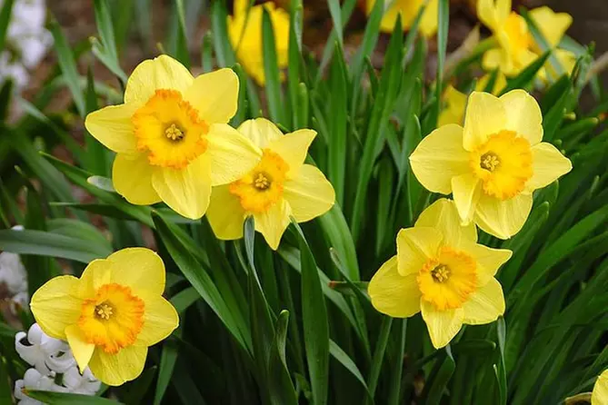 Best of New England with Nantucket Daffodil Festival - Primary Image