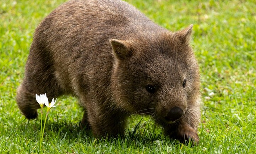 Image 12: PRIVATE Blue Mountains Scenic World Australian Wildlife & Cruise