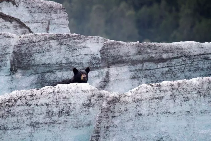 Bears, Trains & Icebergs Tour - Primary Image