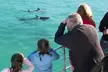 Jervis Bay Tour with Dolphins, Kangaroos & World's Whitest Beach - Image 3